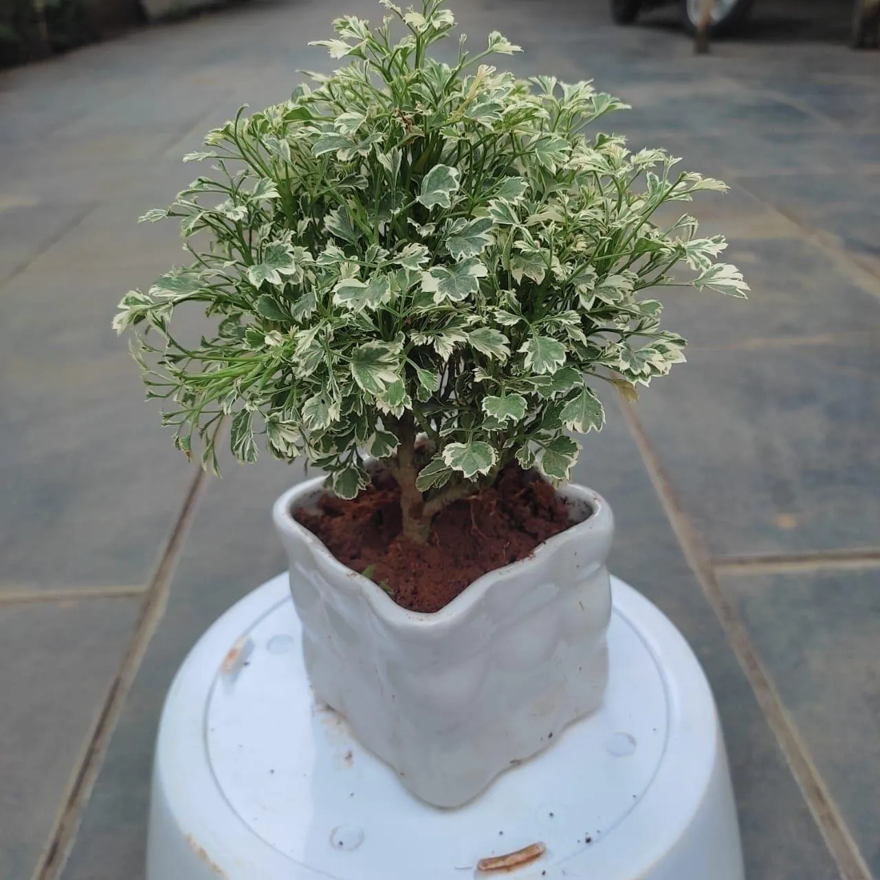 Aralia White in 3 Inch Classy Square Designer Ceramic Pot