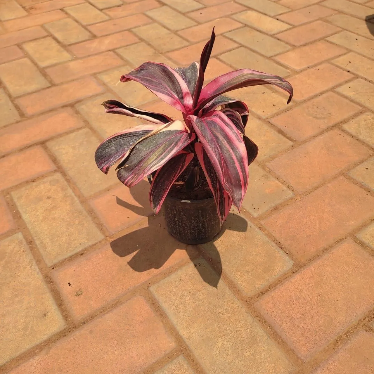 Dracaena kedarnath in 5 Inch Nursery Pot