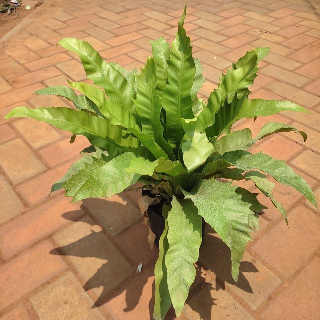 Hart's Tongue Fern in 8 Inch Nursery Pot
