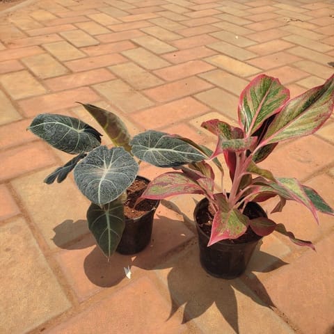 Set of 2 - Alocasia Black & Aglaonema Lipstick in 4 Inch Nursery Pot