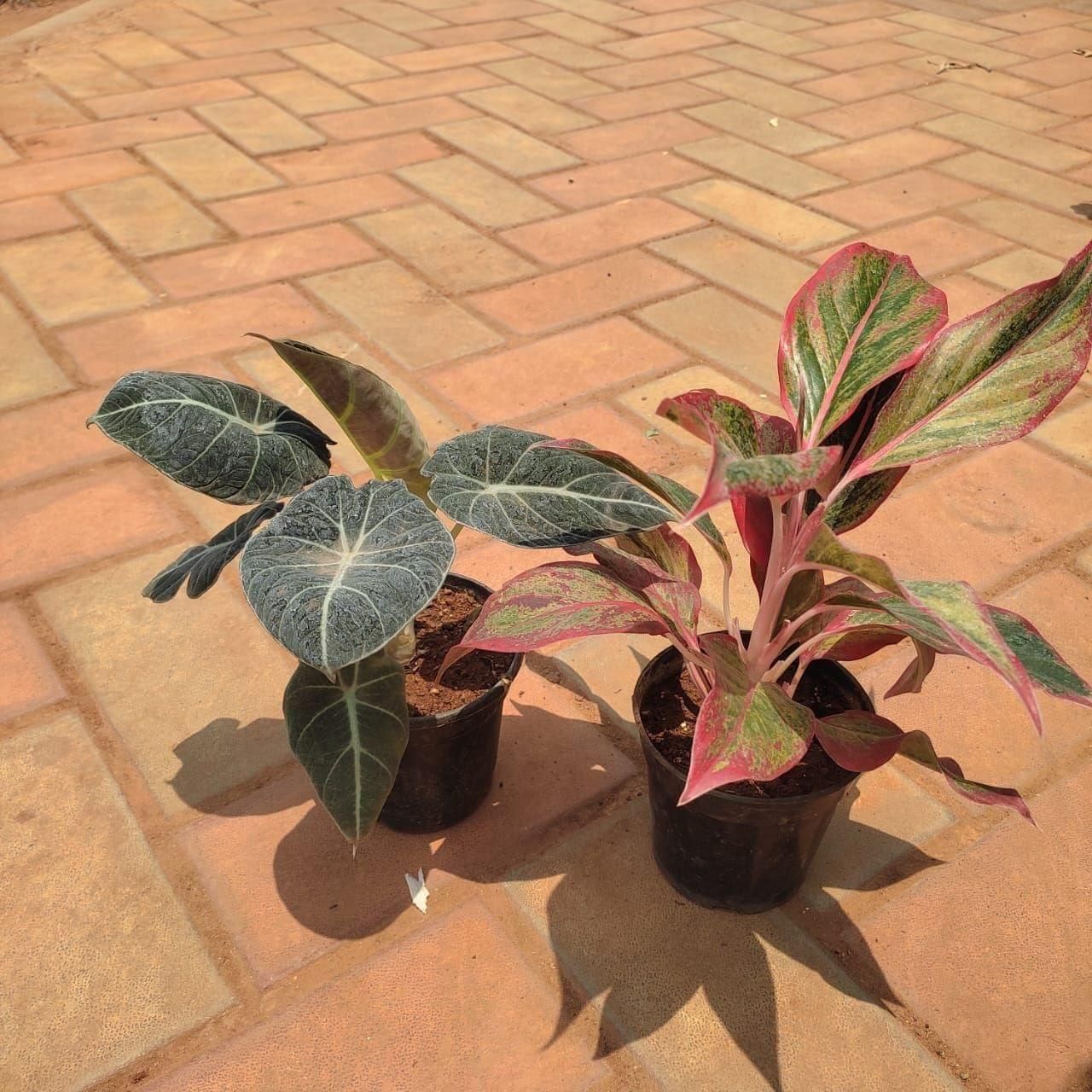 Set of 2 - Alocasia Black & Aglaonema Lipstick in 4 Inch Nursery Pot