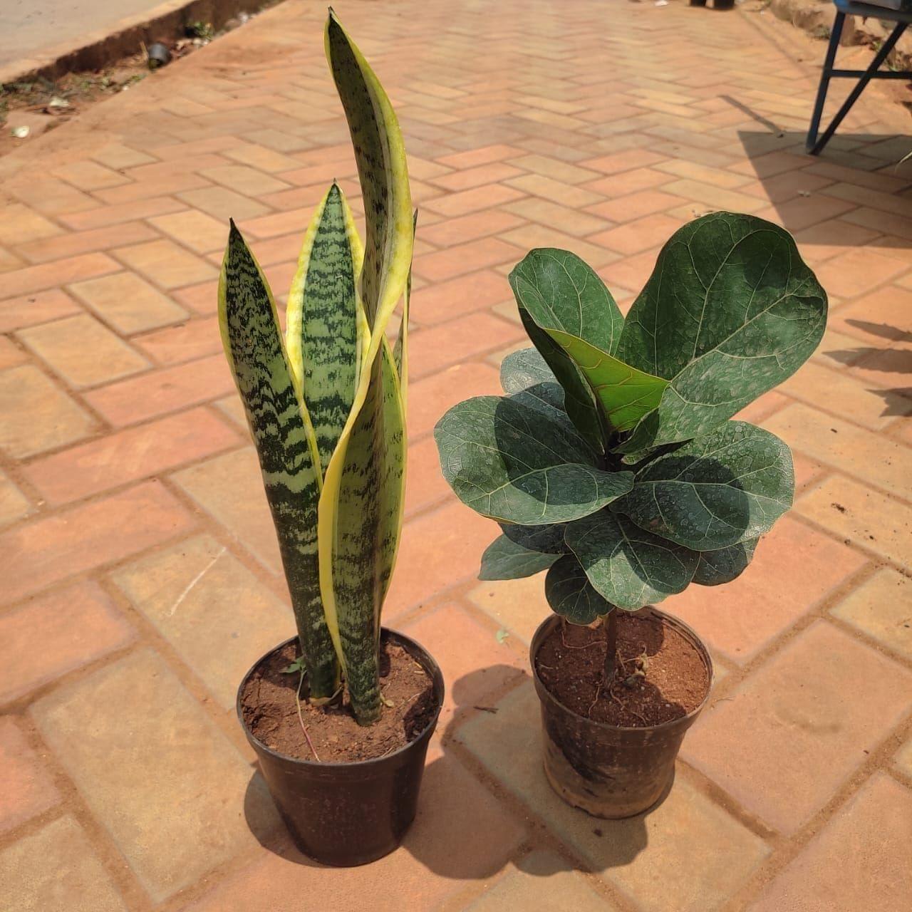 Set of 2 - Snake Yellow Long & Fiddle Leaf Fig in 5 Inch Nursery Pot