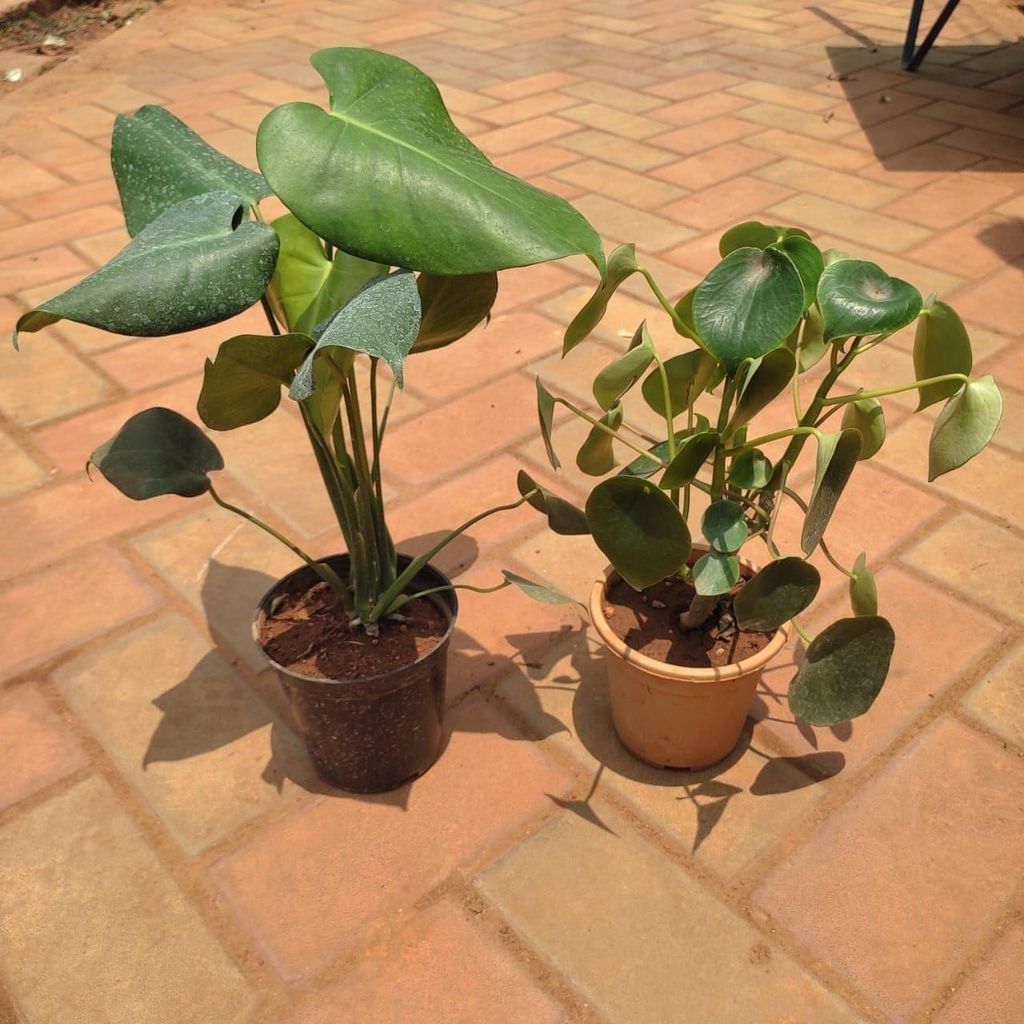Buy Set of 2 - Monstera Big Leaf & Chinese Money Plant in 5 Inch Plastic Pot Online | Urvann.com Set of 2 - Monstera Big Leaf & Pennywort / Coin Plant in 5 Inch Nursery Pot