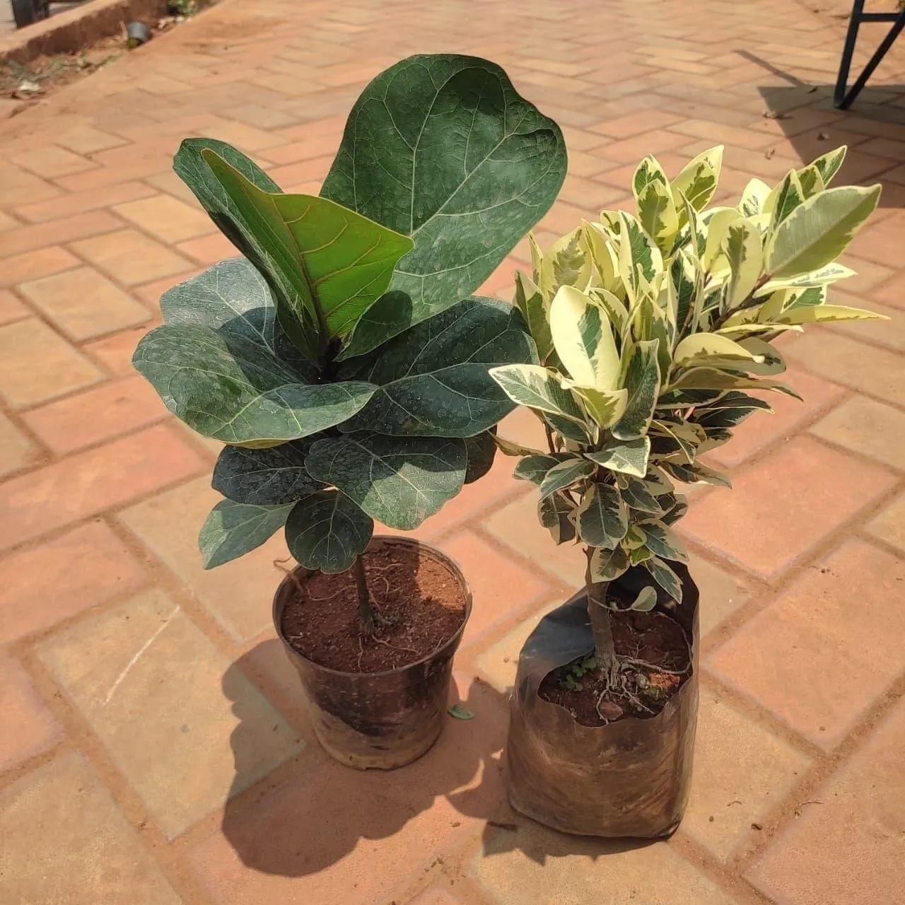 Set of 2 - Fiddle Leaf Fig & Ficus Star Light in 5 Inch Nursery Bag