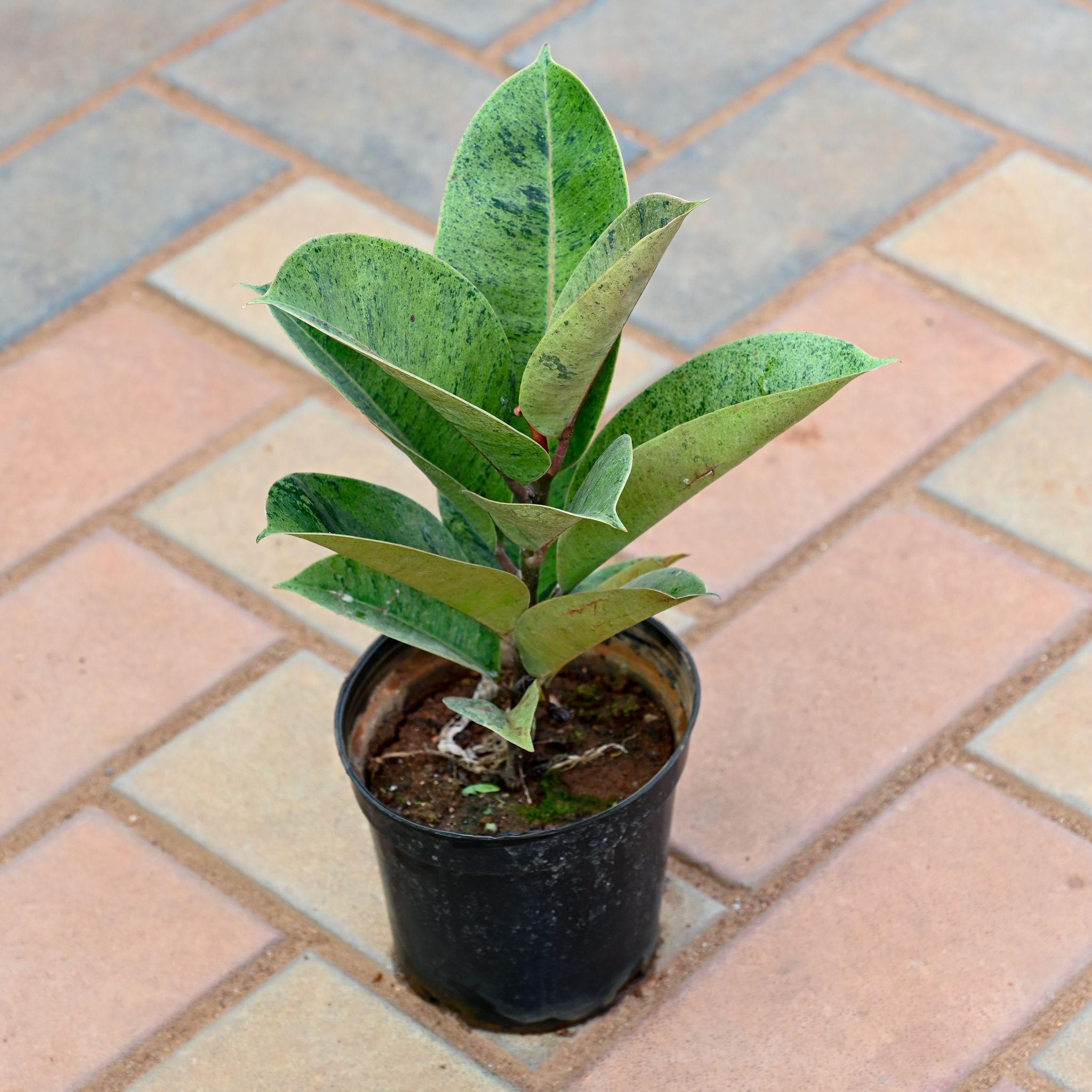Rubber Vareigated in 5 Inch Nursery Pot