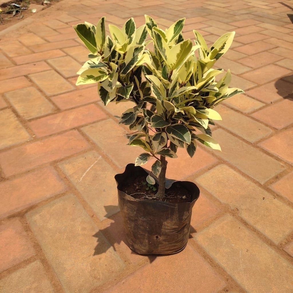 Buy Ficus Star Light in 6 Inch Nursery Bag Online | Urvann.com Ficus Star Light in 6 Inch Nursery Bag