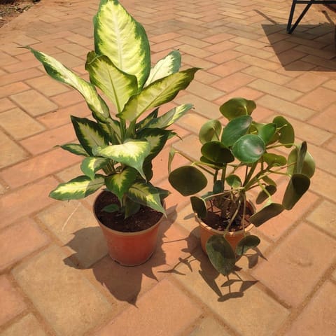 Set of 2 - Dieffenbachia / Dumb Canes & Pennywort / Coin Plant in 5 Inch Nursery Pot