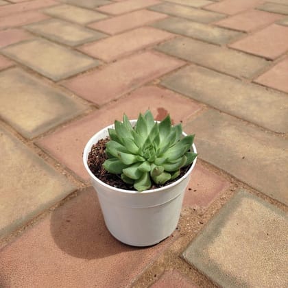 Buy Echeveria Elegans Succulent in 3 Inch White Plastic Pot Online | Urvann.com