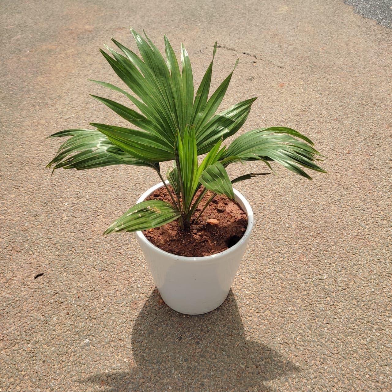 China / Fan Palm in 7 Inch Classy Glass Ceramic Pot (any colour)