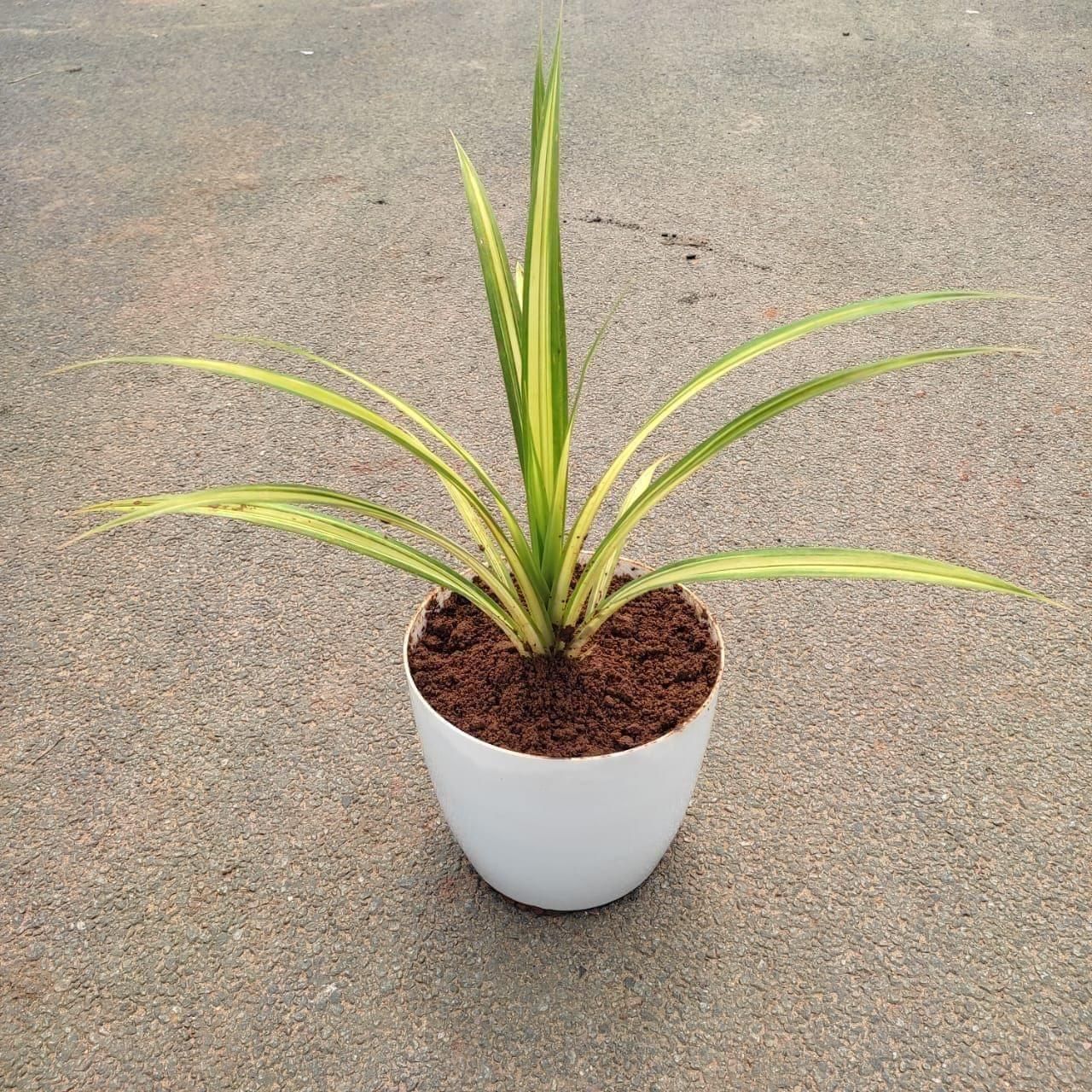 Spider Yellow in 7 Inch Premium Plastic Pot (any colour)