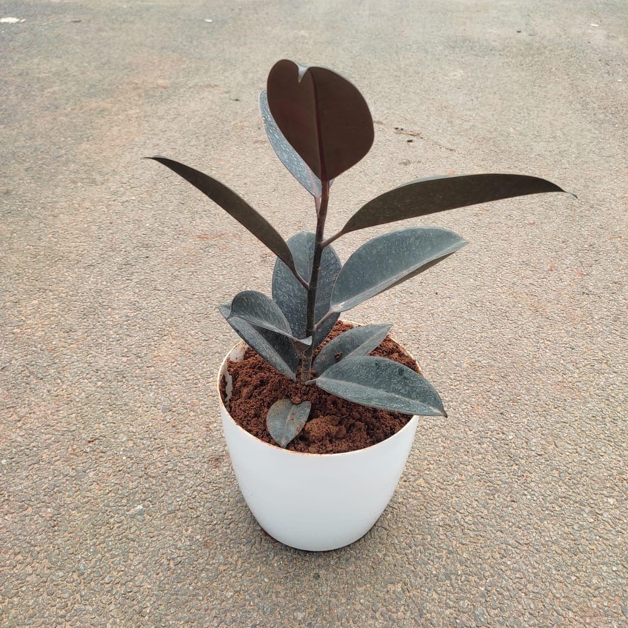 Rubber Black in 6 Inch Premium Plastic Pot (any colour)