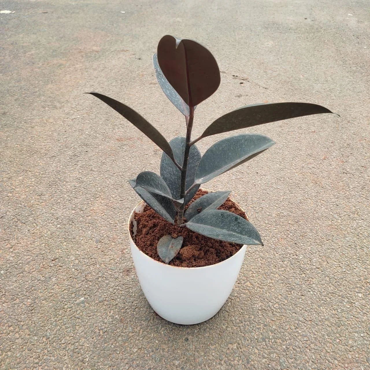 Rubber Black in 6 Inch Premium Plastic Pot (any colour)