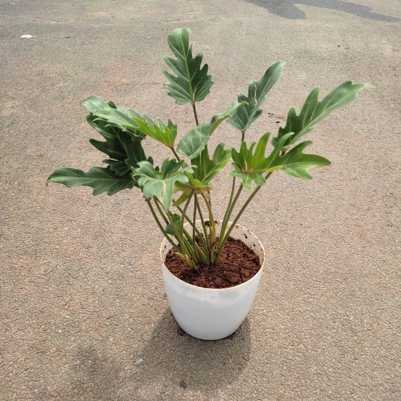 Xanadu Green in 6 Inch Premium Plastic Pot (any colour)