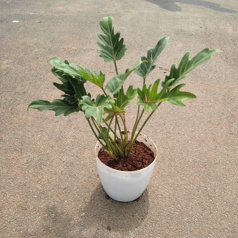 Xanadu Green in 6 Inch Premium Plastic Pot (any colour)