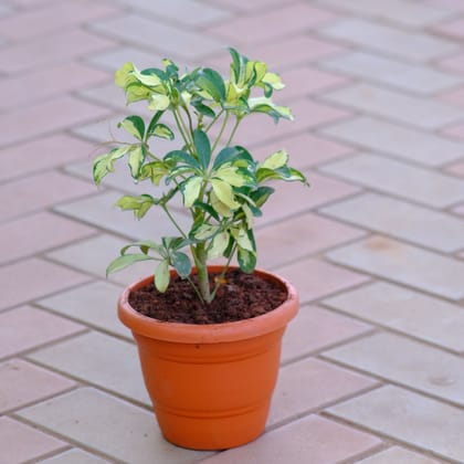 Buy Schefflera Variegated in 7 Inch Classy Brown Plastic Pot Online | Urvann.com