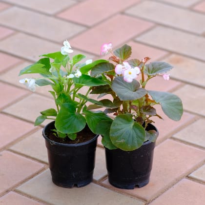 Buy Set of 2 - Begonia (Light Pink & White) in 4 Inch Nursery Pot Online | Urvann.com