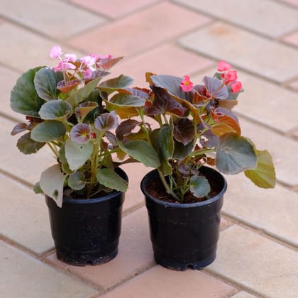 Buy Set of 2 - Begonia (Pink & Red) in 4 Inch Nursery Pot Online | Urvann.com