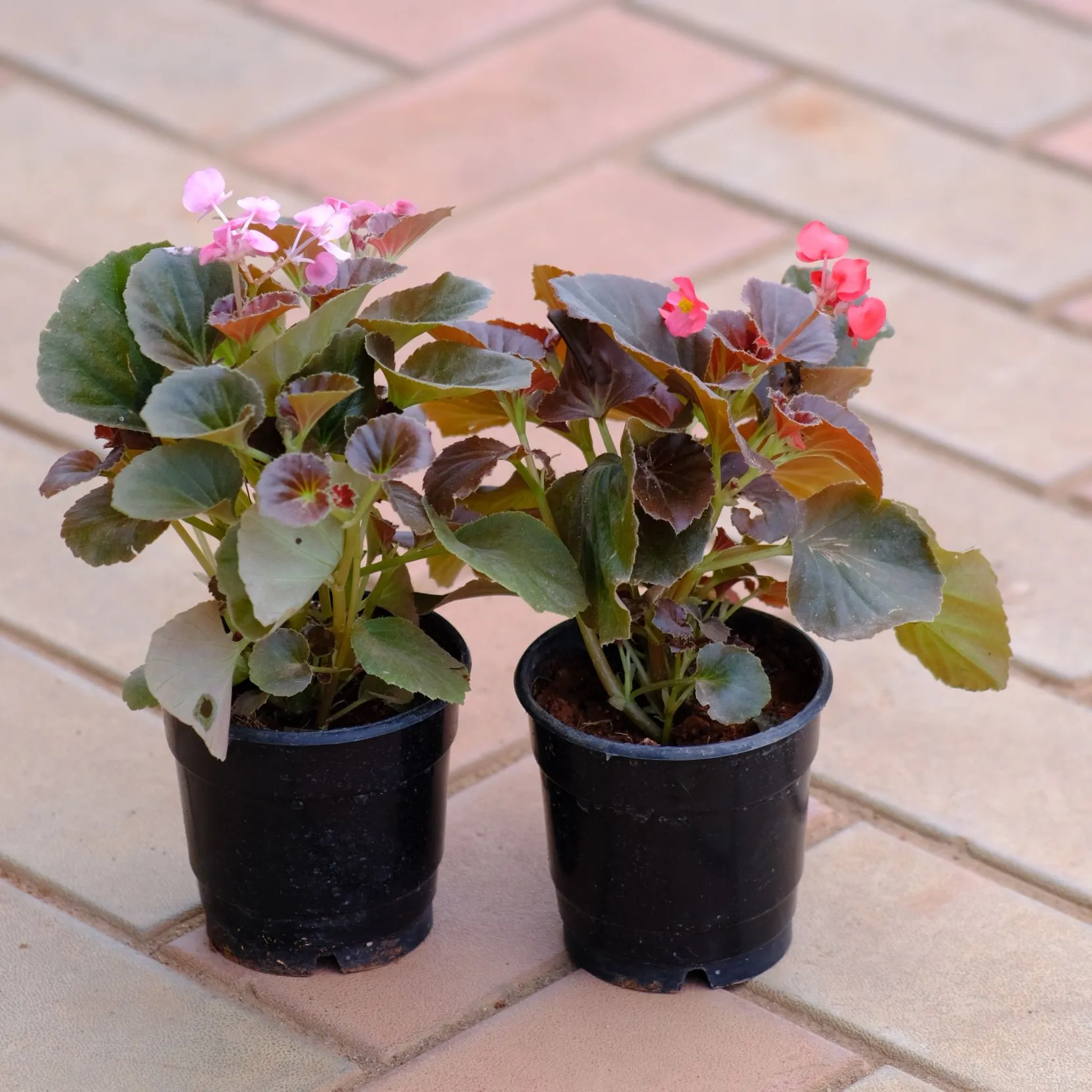 Set of 2 - Begonia (Pink & Red) in 4 Inch Nursery Pot