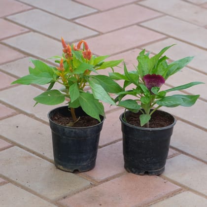 Buy Set of 2 - Celosia (Orange & Maroon) in 4 Inch Nursery Pot Online | Urvann.com