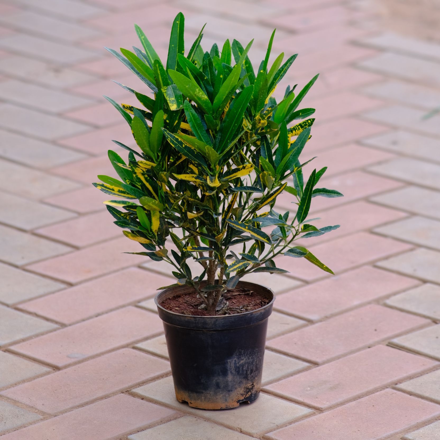 Sunny Star Croton in 5 Inch Nursery Pot