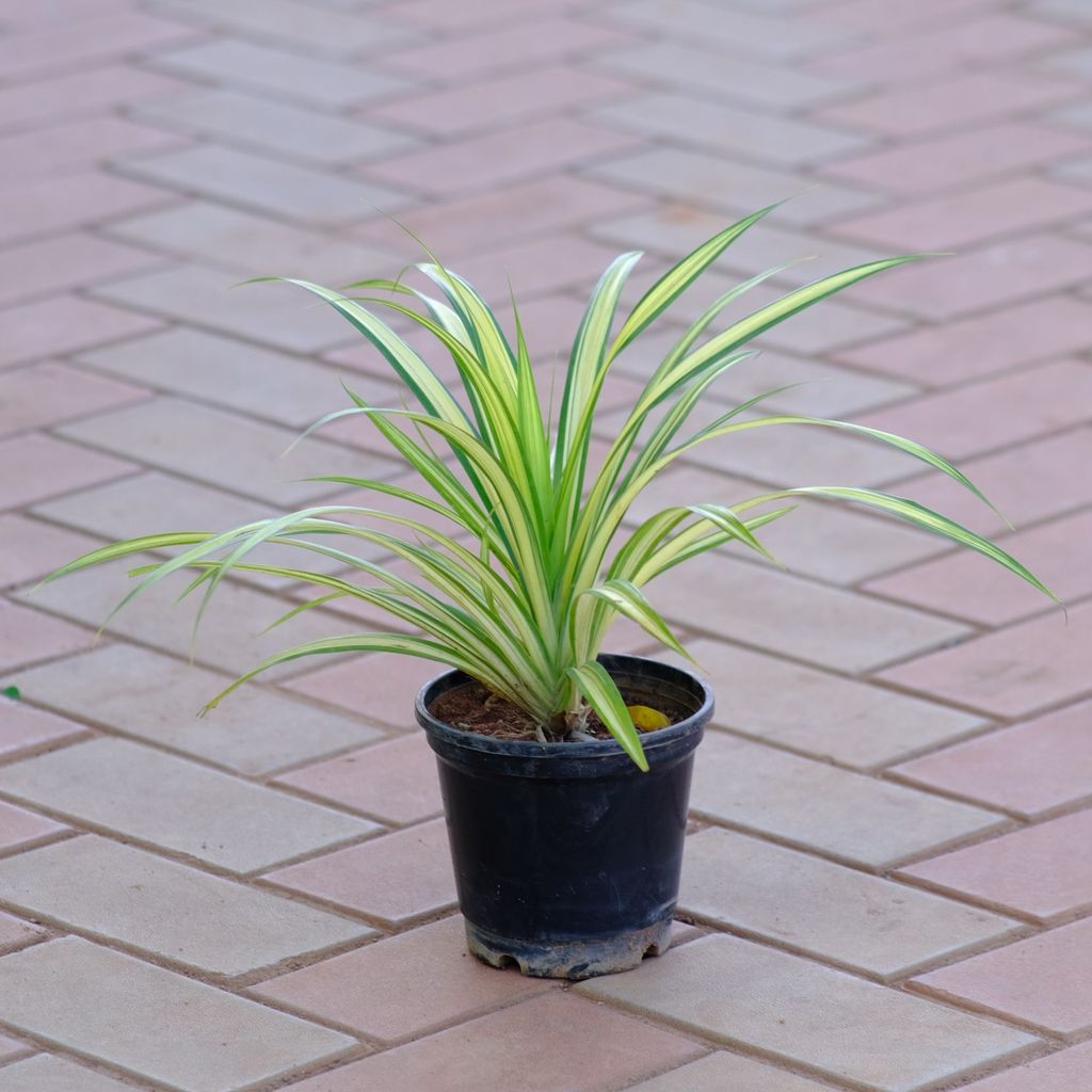 Buy Pandanus / Screw Pine in 4 Inch Nursery Pot Online | Urvann.com Pandanus / Screwpine in 4 Inch Nursery Pot