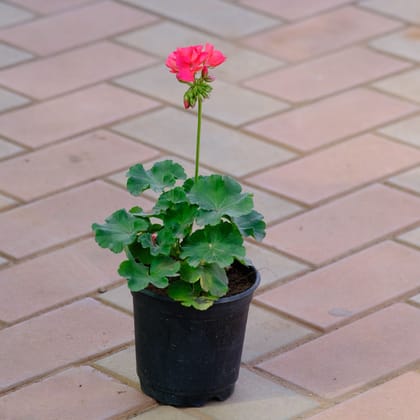 Buy Geranium red in 4 Inch Nursery Pot Online | Urvann.com