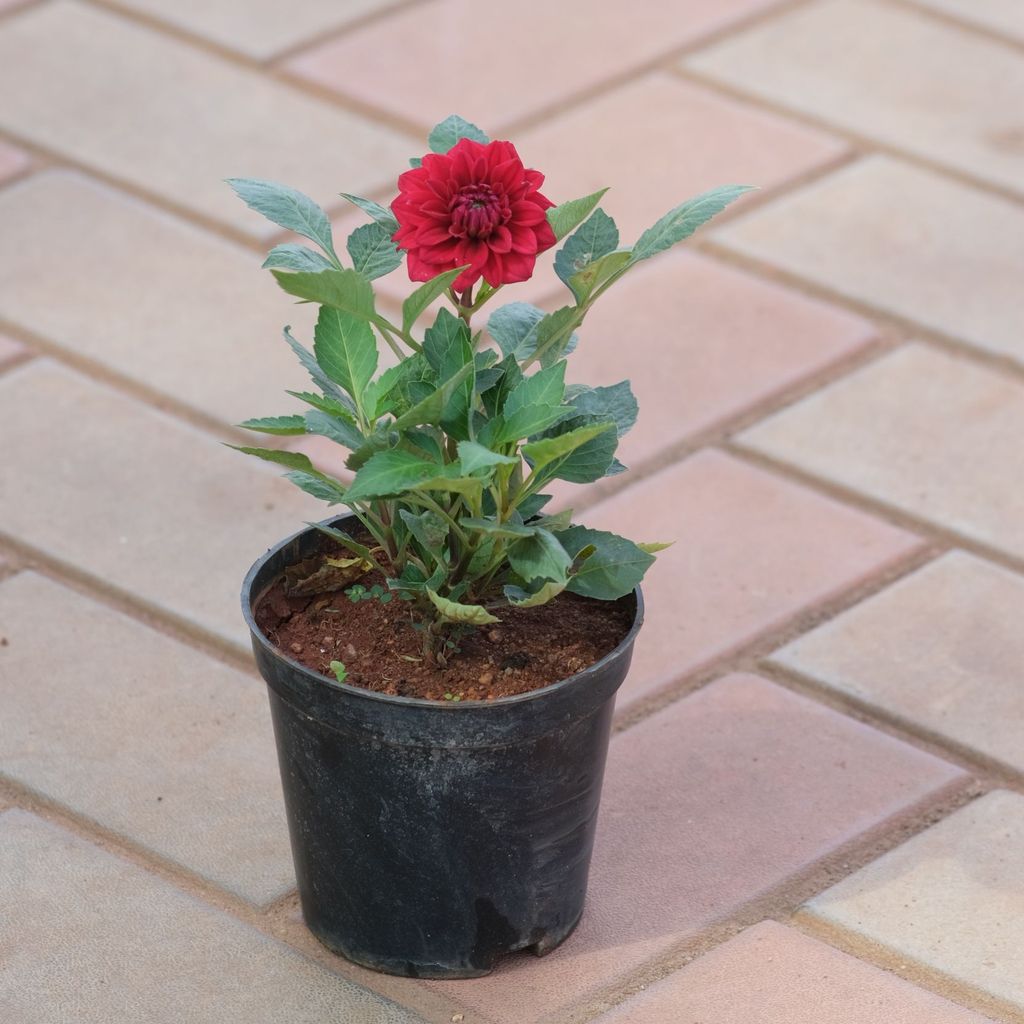 Buy Dahlia Red in 5 Inch Nursery Pot Online | Urvann.com Dahlia Red in 5 Inch Nursery Pot