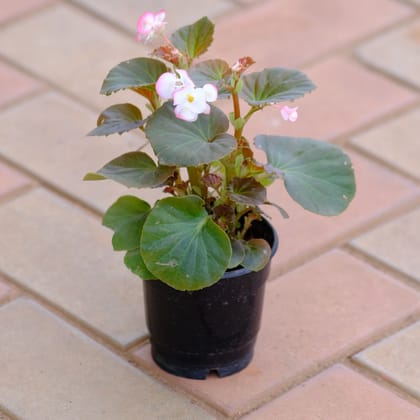 Buy Begonia Light - Pink in 4 Inch Nursery Pot Online | Urvann.com