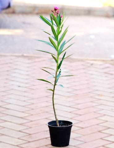 Kaner / Oleander Pink in 4 Inch Live Plant Nursery Pot