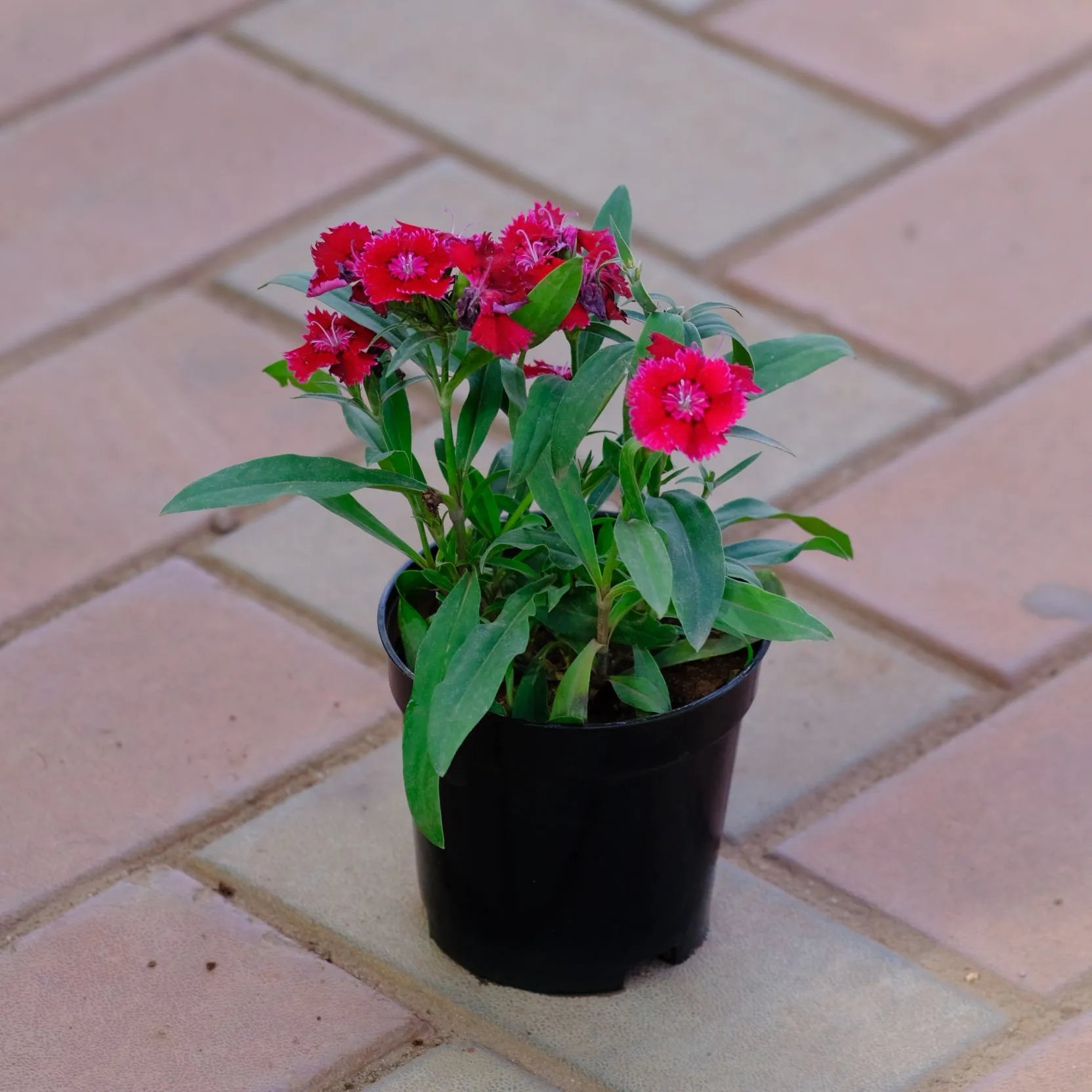 Dianthus Red in 4 Inch Nursery Pot