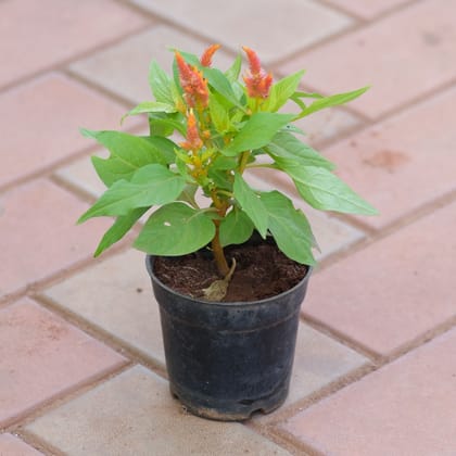 Buy Celosia Orange in 4 Inch Nursery Pot Online | Urvann.com
