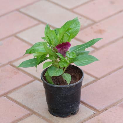 Buy Celosia Maroon in 4 Inch Nursery Pot Online | Urvann.com