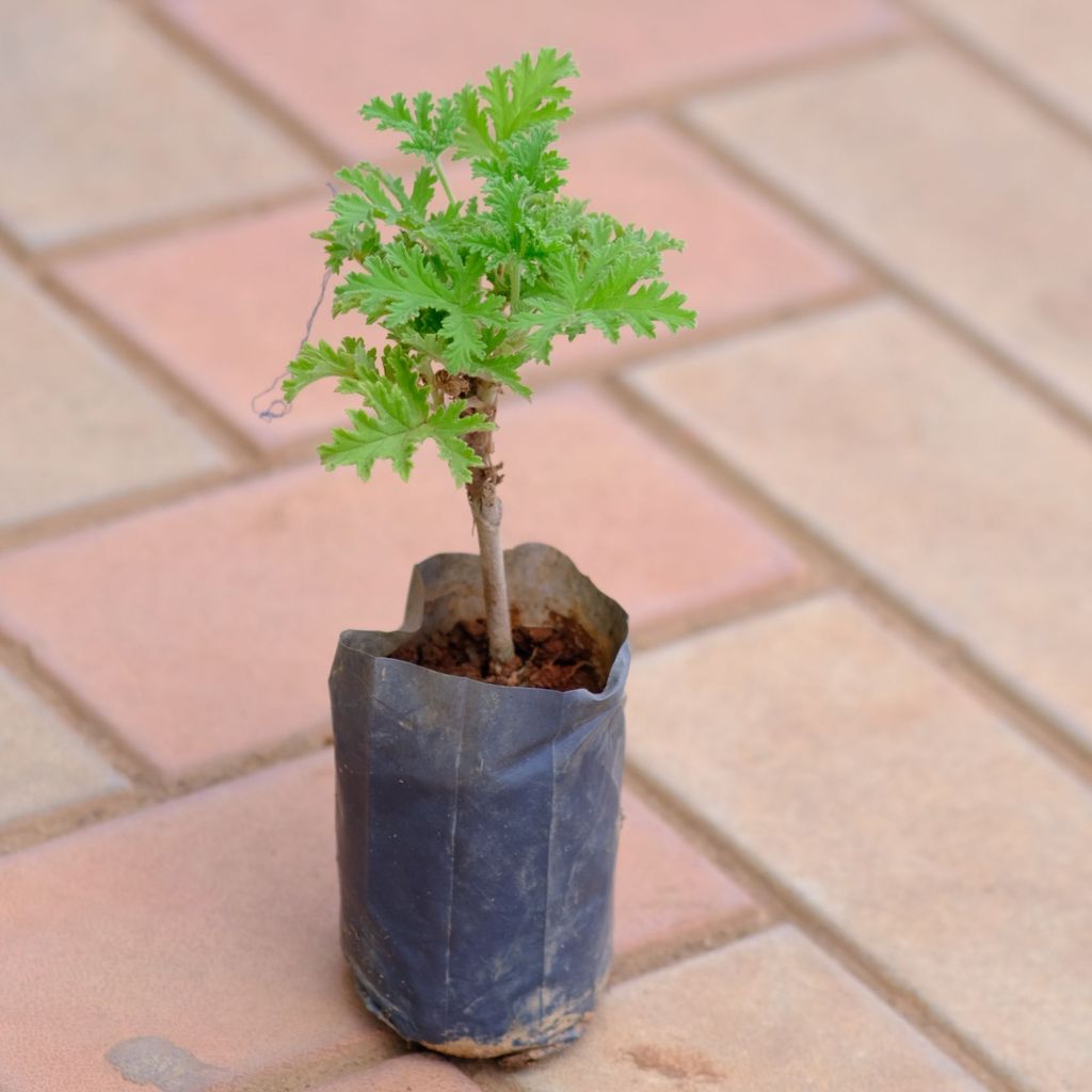 Buy Panner Patra Plant in 3 Inch Nursery Bag Online | Urvann.com Panner Patra Plant in 3 Inch Nursery Bag