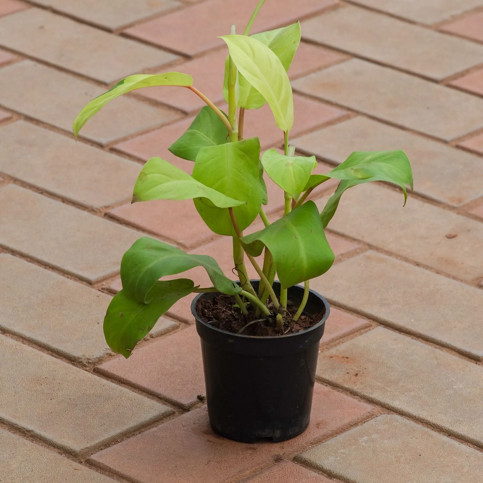 Devil Ivy in 4 Inch Nursery Pot