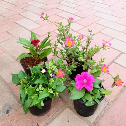 Buy Set of 4 - Torenia / Wishbone, Celosia / Cockscomb, Portulaca Moss Rose & Dianthus (any colour) in 4 Inch Plastic Pot Online | Urvann.com