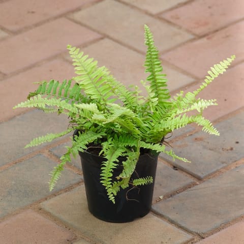 Golden - Fern in 5 Inch Nursery Pot