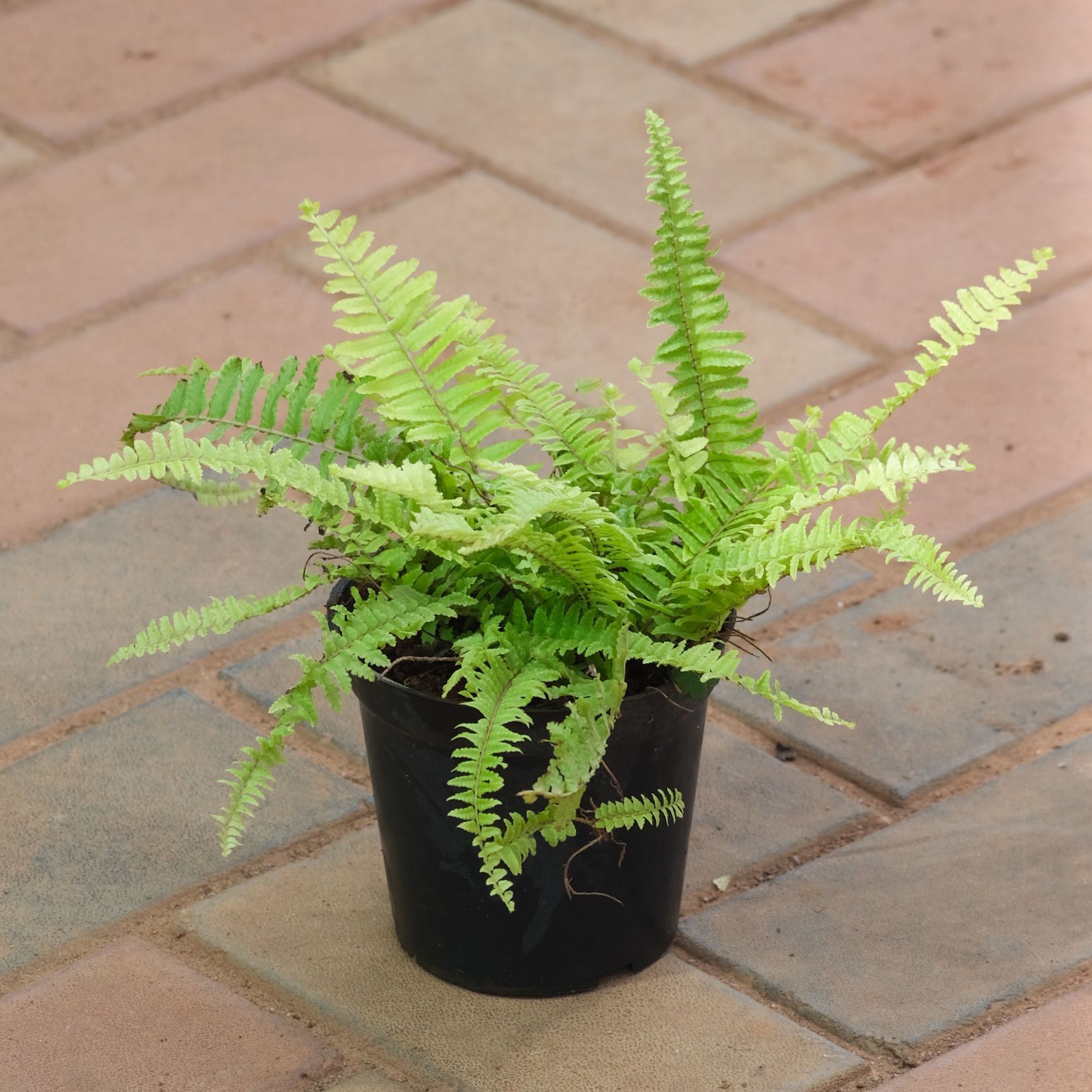 Golden - Fern in 5 Inch Nursery Pot