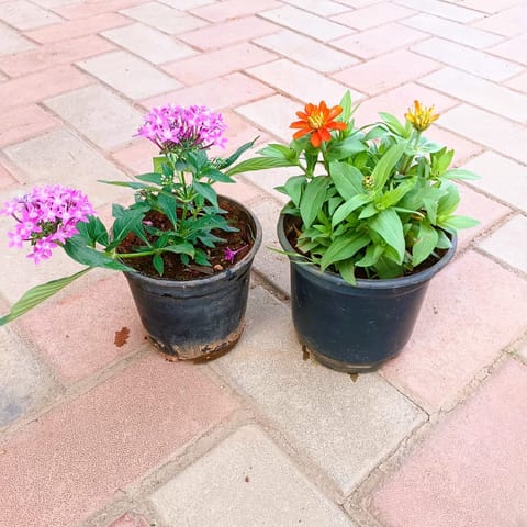Set of 2 - Pentas & Zinnia (any colour) in 4 Inch Live Plant Nursery Pot