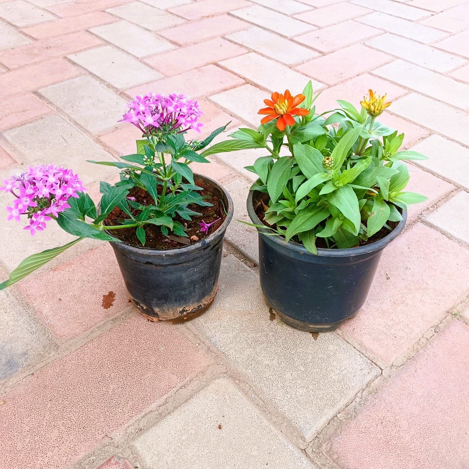 Set of 2 - Pentas & Zinnia (any colour) in 4 Inch Nursery Pot