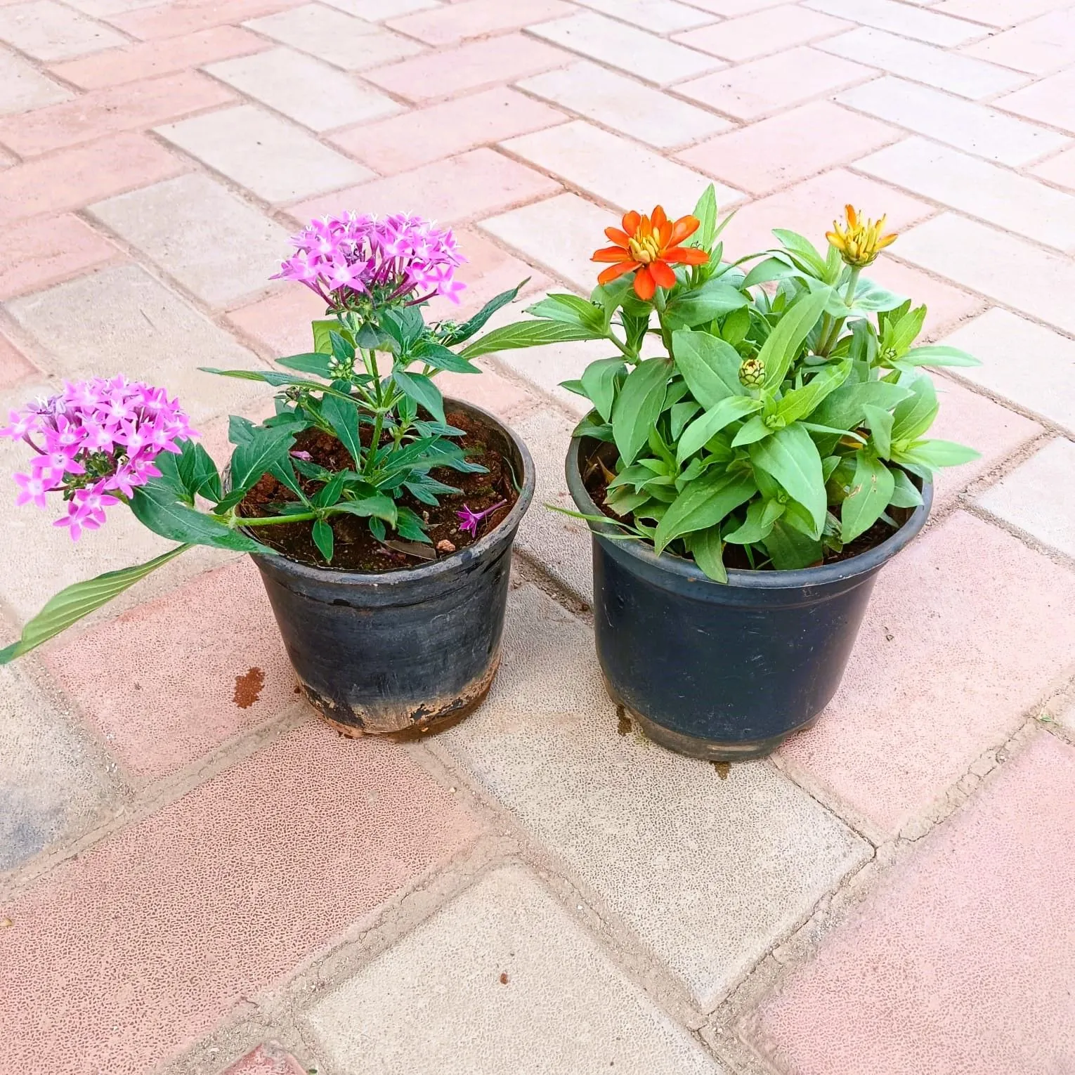 Set of 2 - Pentas & Zinnia (any colour) in 4 Inch Nursery Pot