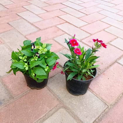 Buy Set of 2 - Torenia & Dianthus (any colour) in 4 Inch Plastic Pot Online | Urvann.com