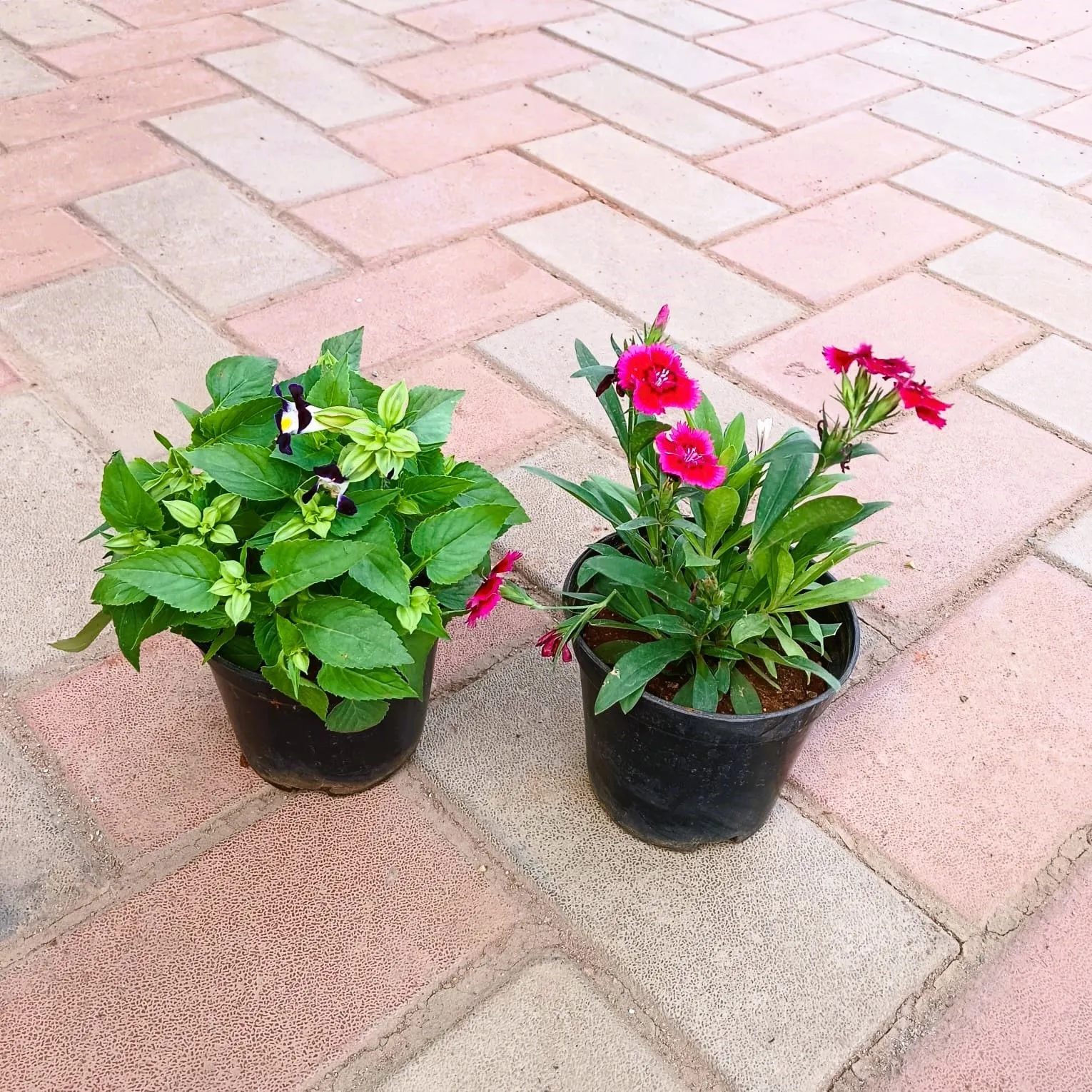 Set of 2 - Torenia & Dianthus (any colour) in 4 Inch Nursery Pot