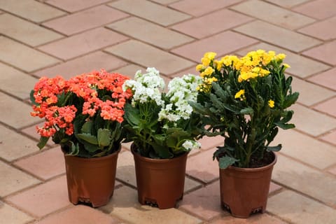 Set Of 3 - Kalanchoe Succulent (Any Colour) in 4 Inch Nursery Pot