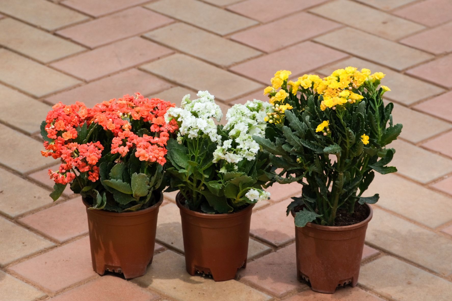Set Of 3 - Kalanchoe Succulent (Any Colour) in 4 Inch Nursery Pot