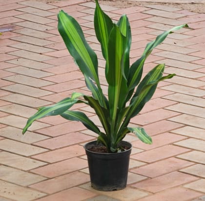 Buy Dracaena Fragrans in 5 Inch Plastic Pot Online | Urvann.com