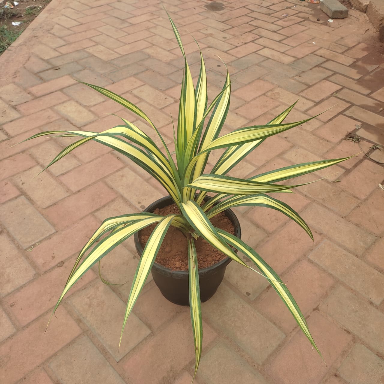 Spider Yellow in 10 Inch Nursery Pot