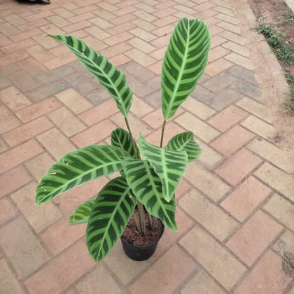 Buy Calathea Zebrina in 5 Inch Nursery Pot Online | Urvann.com