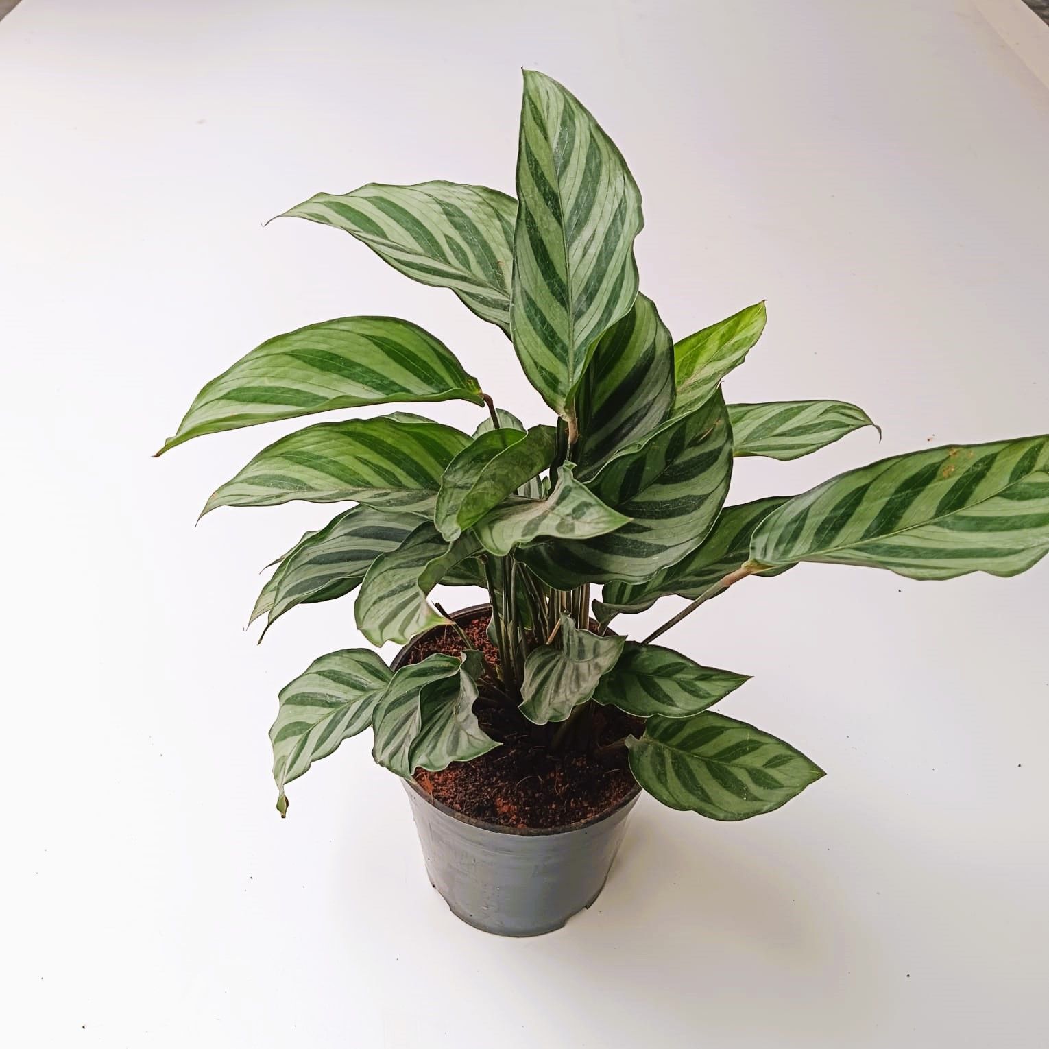 Calathea louisae / Goeppertia Louisae in 4 Inch Nursery Pot
