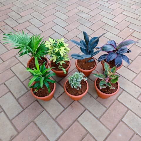 Living Room Special - Set of 7 - China / Fam Palm, Schefflera Variegated, Rubber Black, Dracaena Rosea, Dracaena Green, Aralia White & Aglaonema Lipstick in 7 Inch Red Classy Plastic Pot