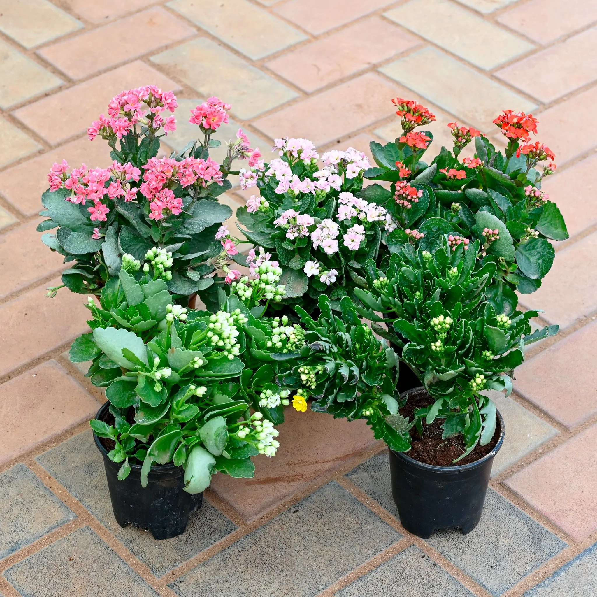 Set OF 5 -Kalanchoe Succulent (any colour) in 4 Inch Nursery Pot